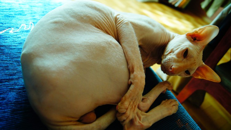 Джаспер безглазый сфинкс