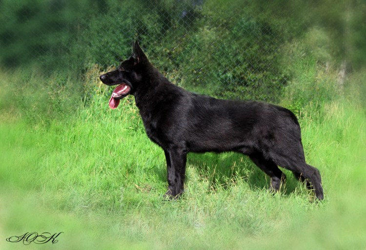 Белорусская немецкая овчарка