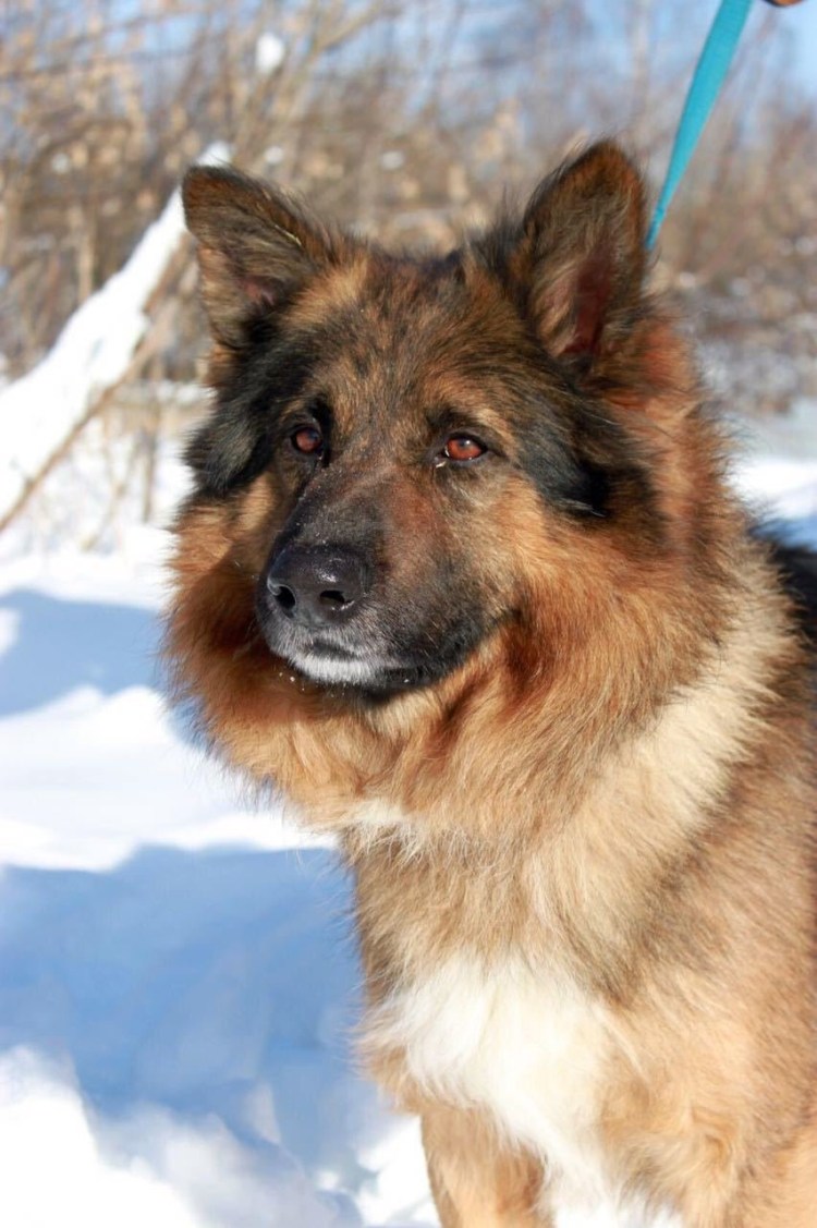 Черногорская овчарка