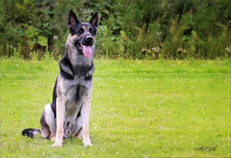 Южно европейская овчарка