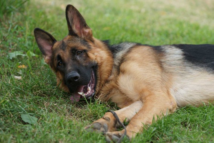 Белорусская ушастая овчарка