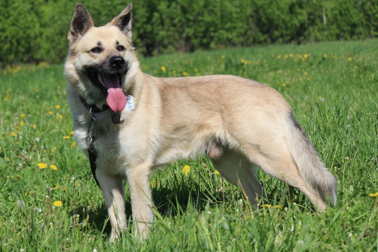 Белорусская овчарка фото