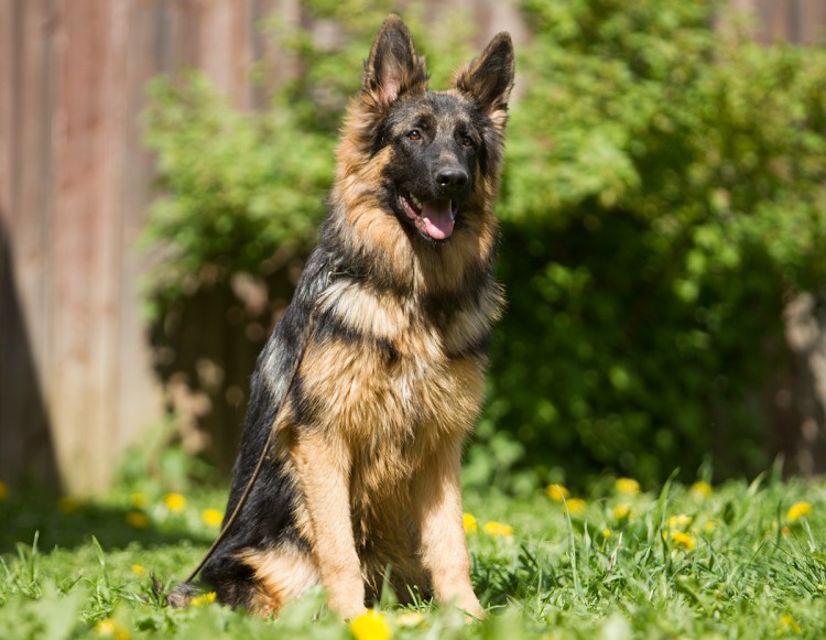 Белорусская овчарка сравнение с человеком