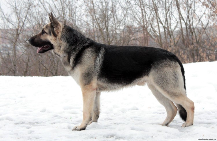 Восточно-европейская овчарка