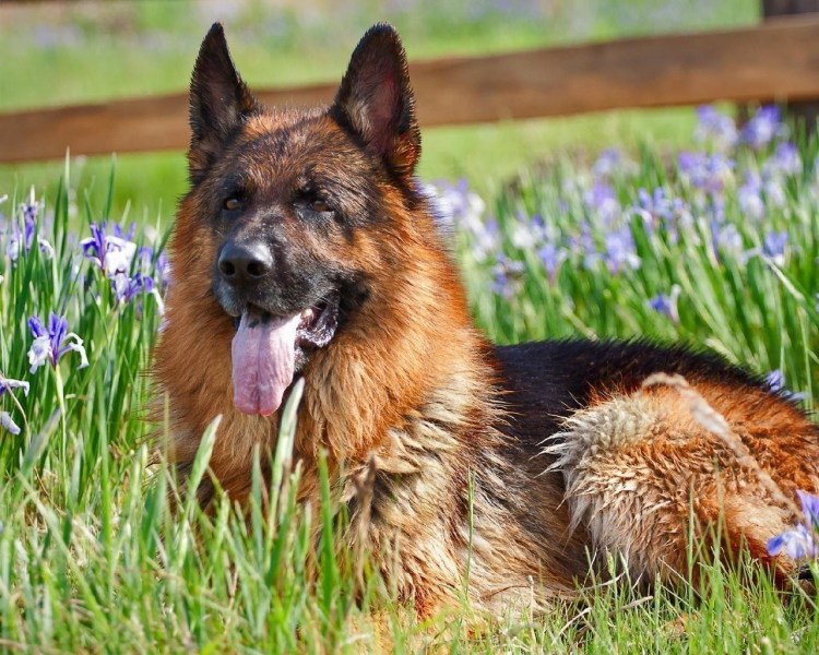 Сибирская немецкая овчарка