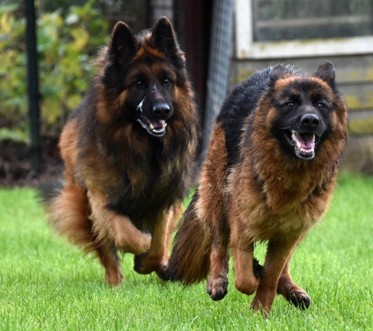 Старонемецкая пастушья