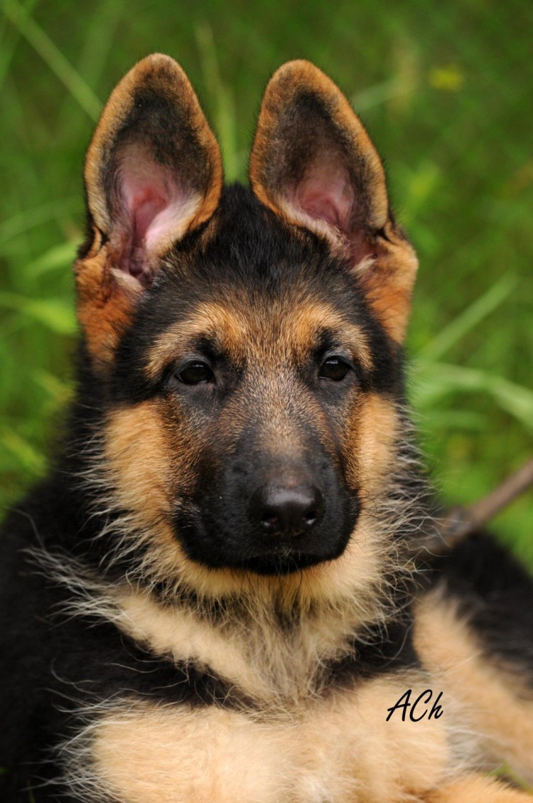 Немецкая овчарка агути