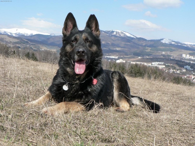 Немецко белорусская овчарка