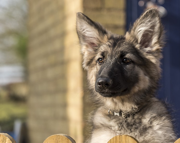 Немецкая овчарка