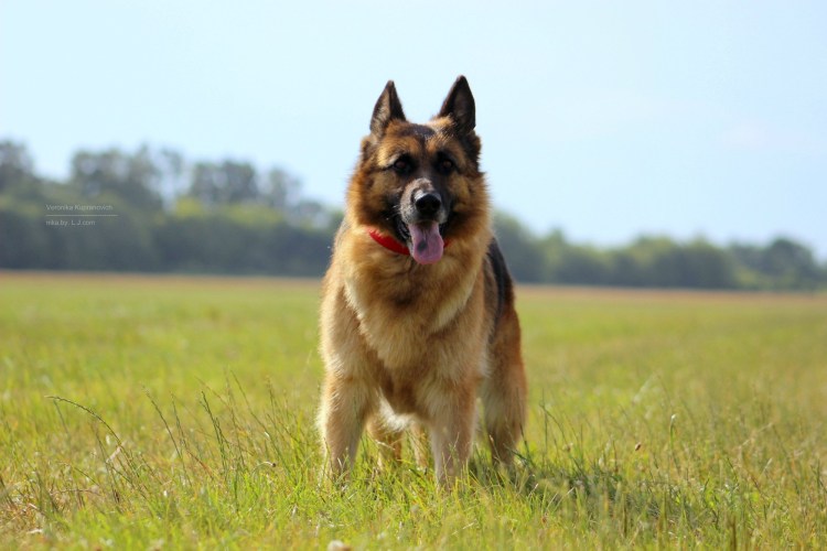 Белорусская немецкая овчарка