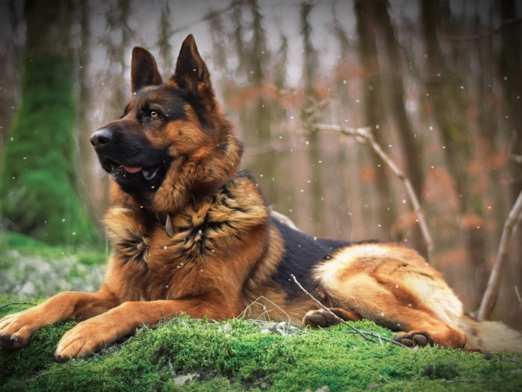 Немецкая овчарка большая