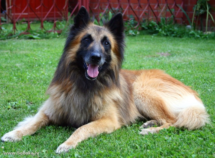 Бельгийская овчарка тервюрен