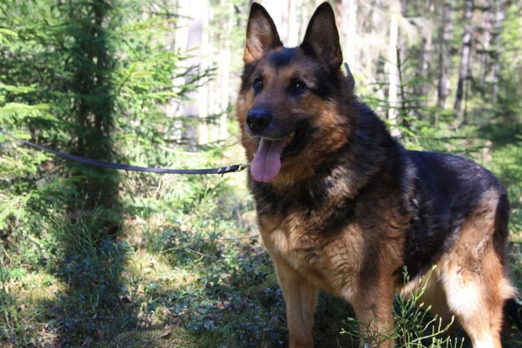 Немецкая овчарка щенок на руках