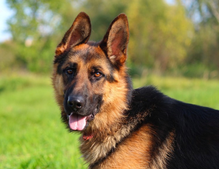 Венская овчарка