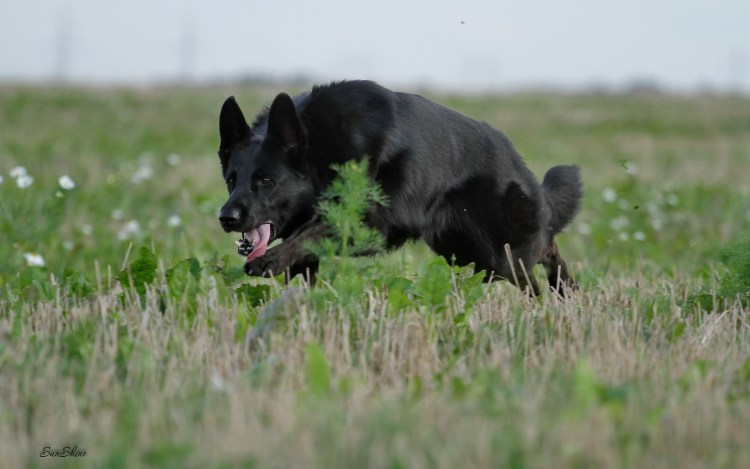 Немецкая овчарка Макс