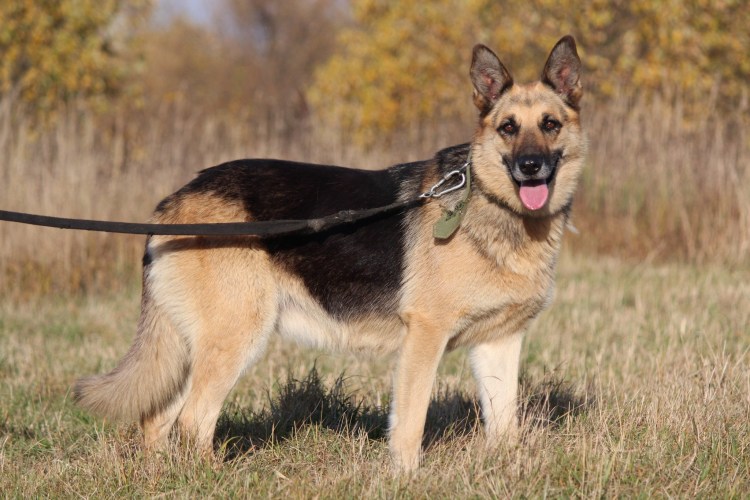 Овчарка турлари