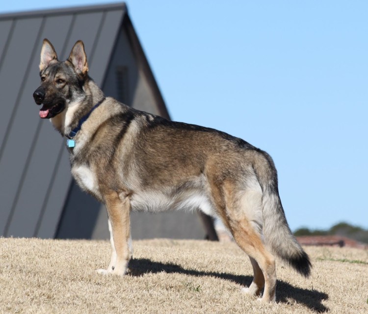 Овчарка Дауфмана