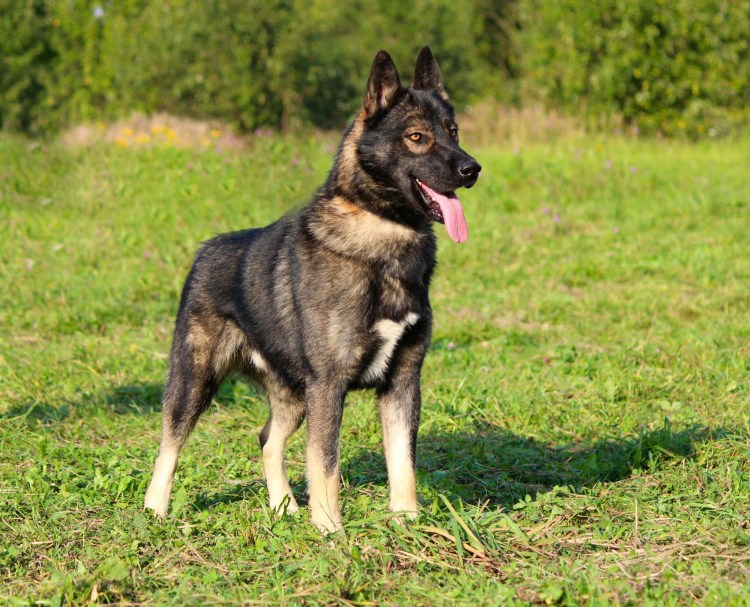 Восточно-европейская овчарка зонарного окраса