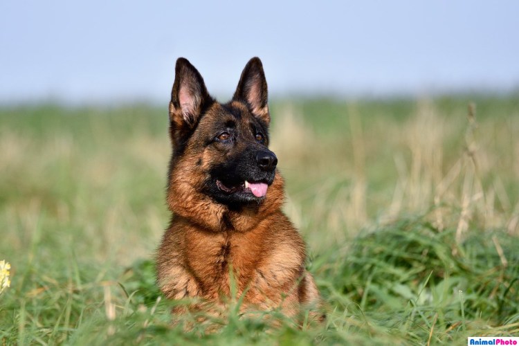 Немецкая овчарка