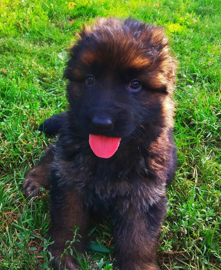 Белорусская ушастая овчарка Чебурашка