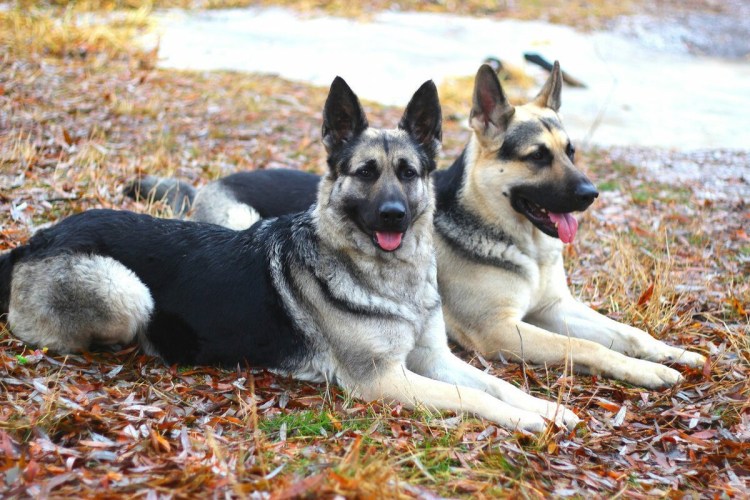 Восточноевропейская овчарка