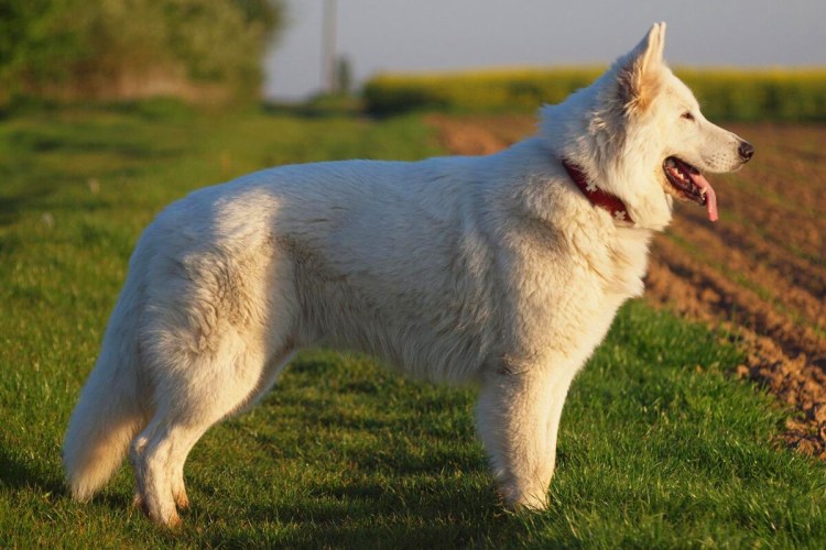 Белая швейцарская овчарка
