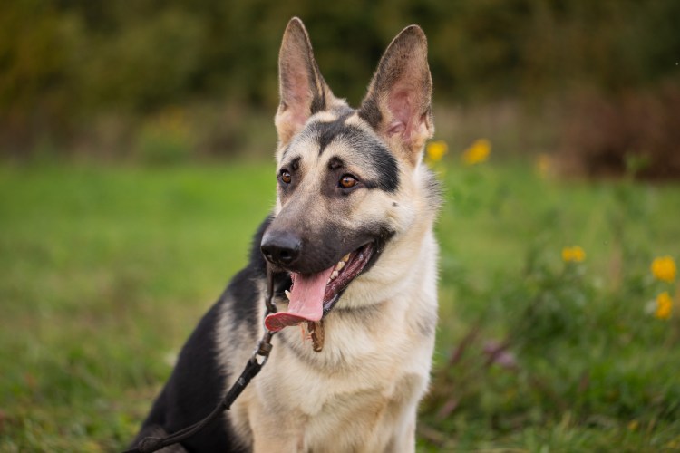 Толстая овчарка