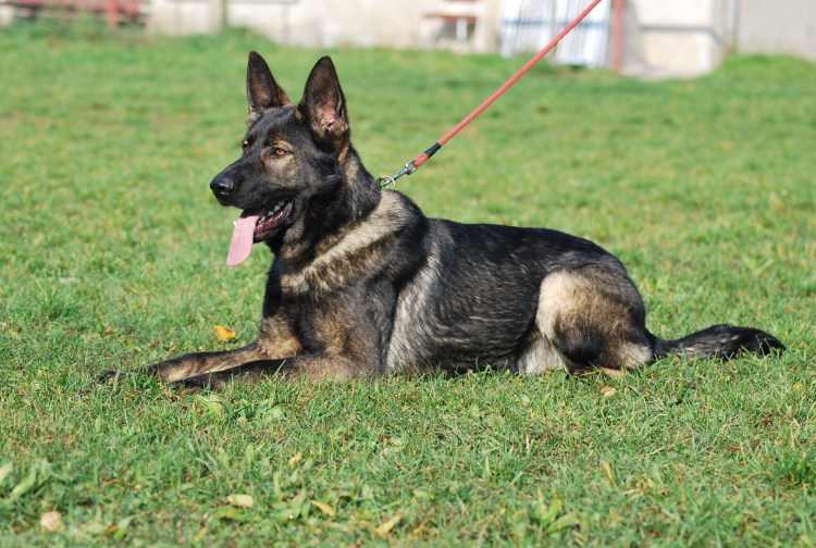 Бельгийская овчарка лакенуа грюнендаль