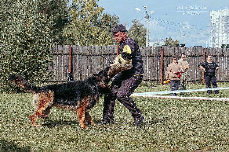 Черная немецкая овчарка лает