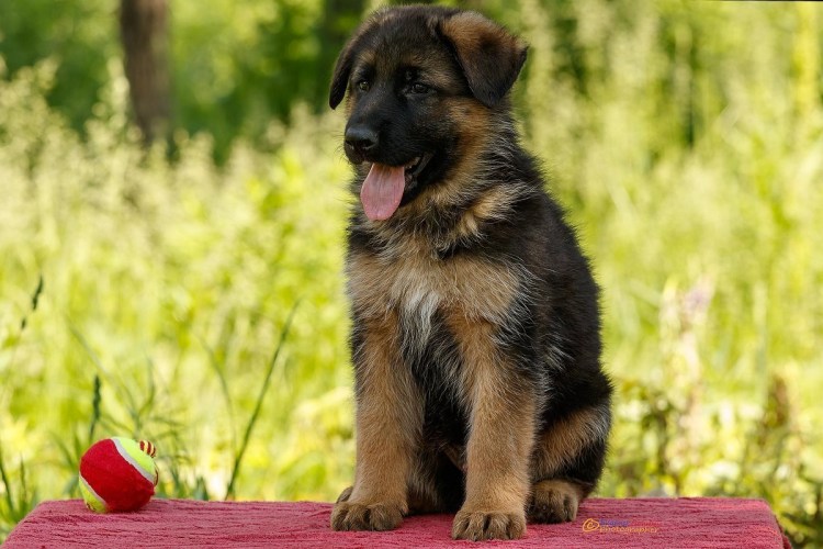 Белорусская овчарка