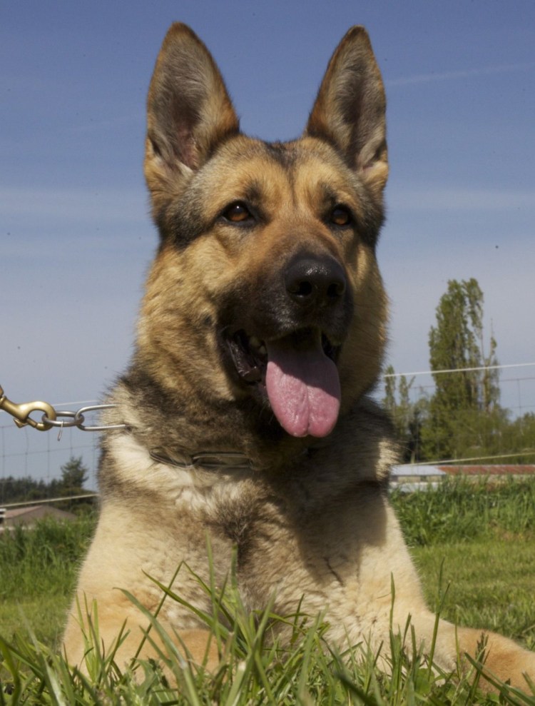 Восточно-европейская овчарка черная