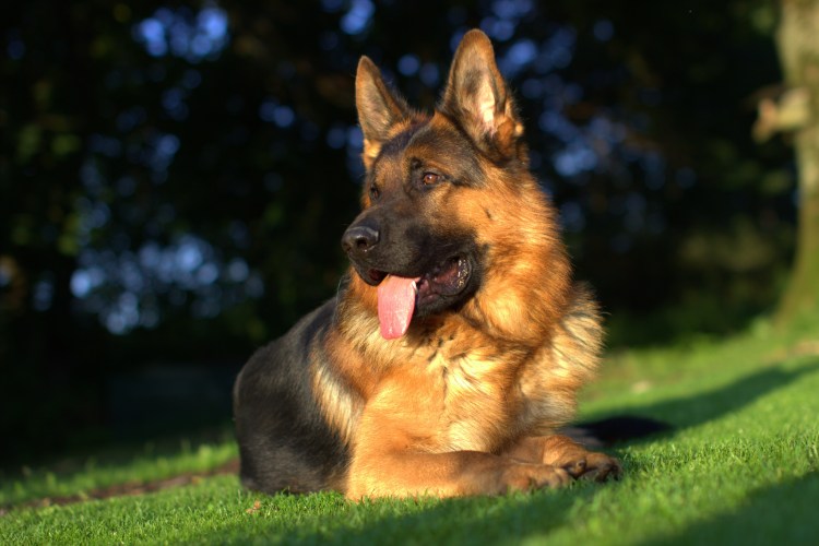 ВЕО Восточно-европейская овчарка