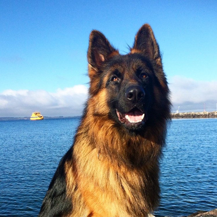 Немецкая овчарка зонарно-рыжего окраса