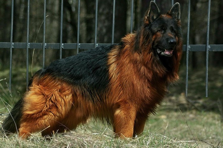 Белая Норвежская овчарка