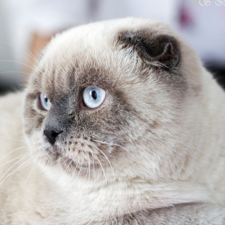 Британская вислоухая Блю Пойнт