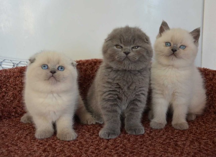 Блю поинт шотландский вислоухий