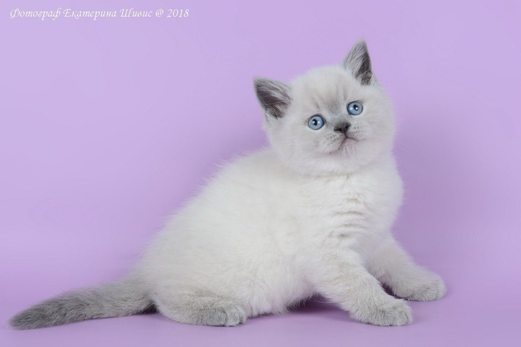 Шотландский страйт колор Пойнт