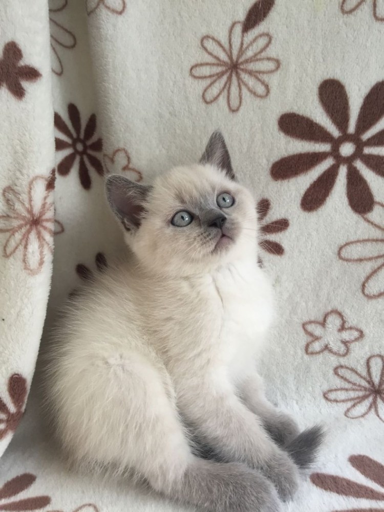 Блю Пойнт британец