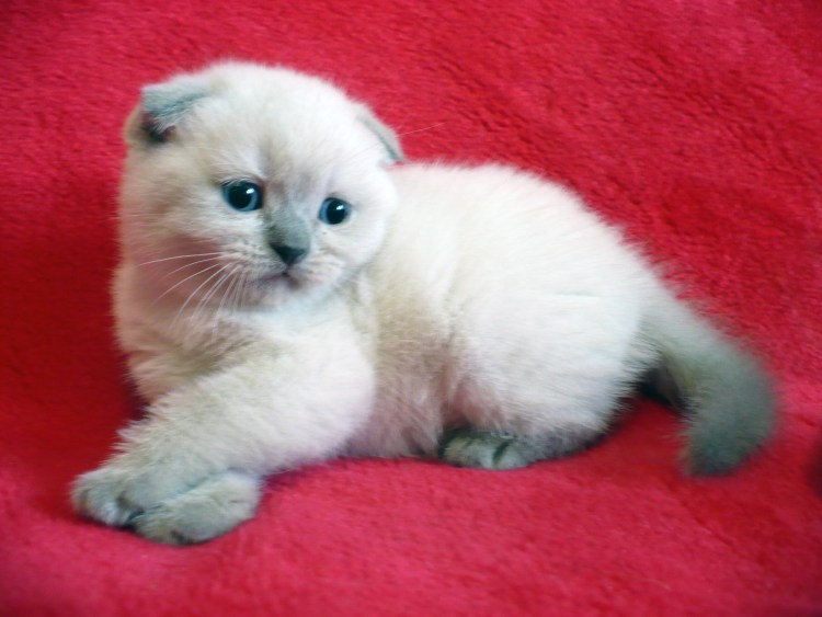 Котята Шотландские вислоухие окрас поинт