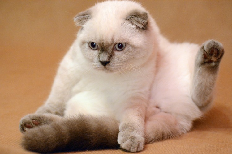 Блю поинт шотландский вислоухий