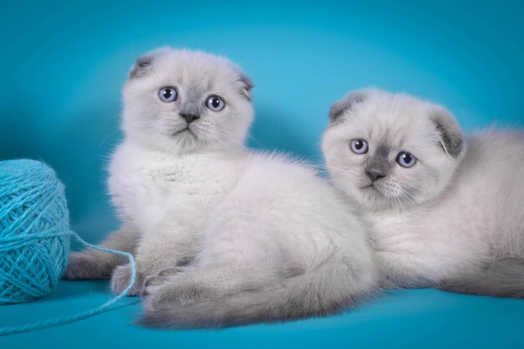 Питомник кошек Воронеж шотландских