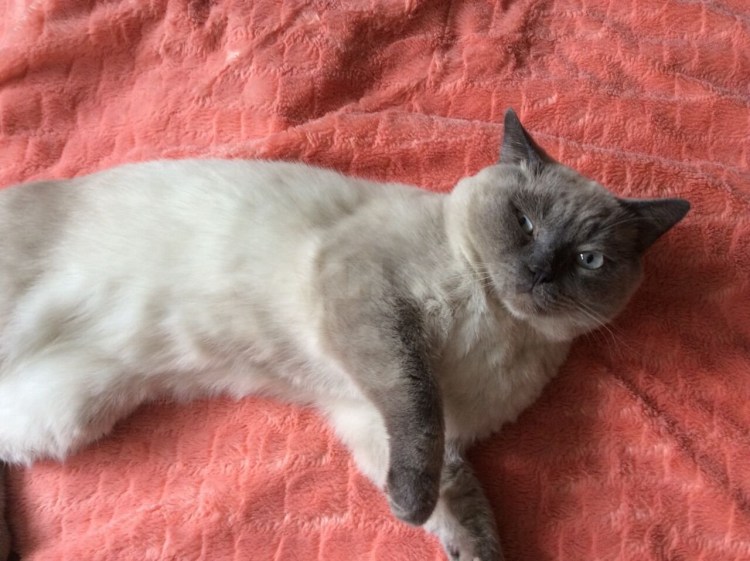 Шотландская Блю поинт страйт