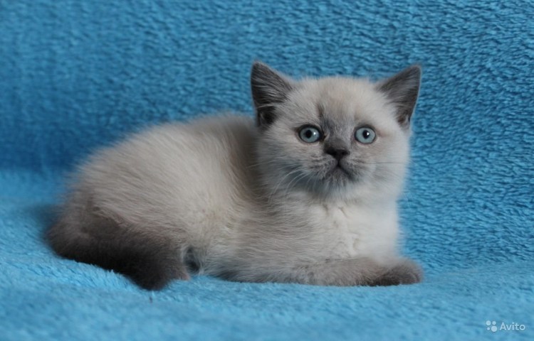 Британская скоттиш страйт Блю поинт