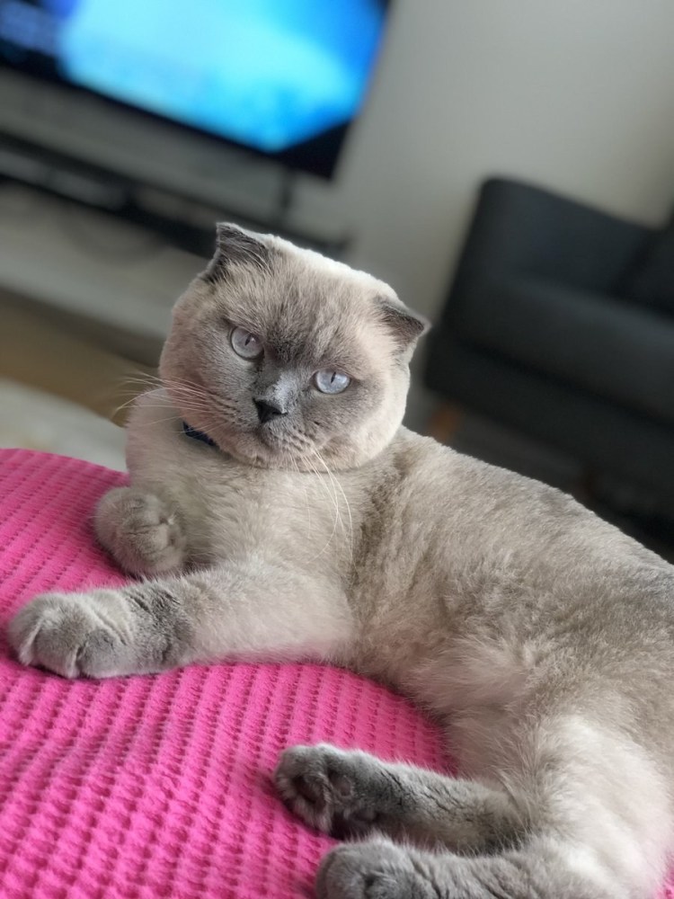 Скоттиш фолд Блю поинт