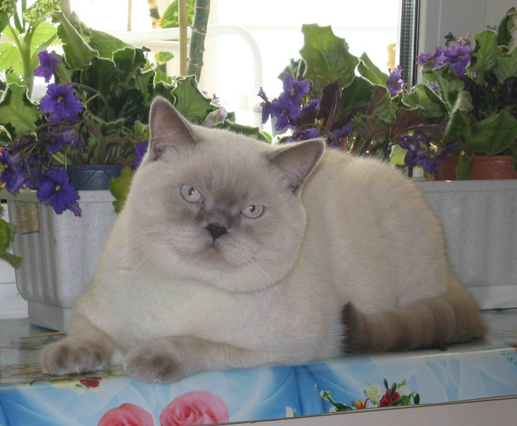 Британская скоттиш страйт Блю поинт