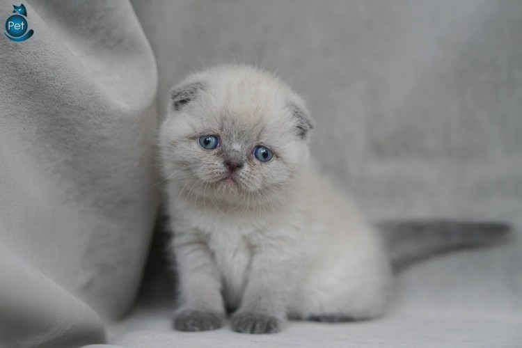 Блю поинт шотландский вислоухий