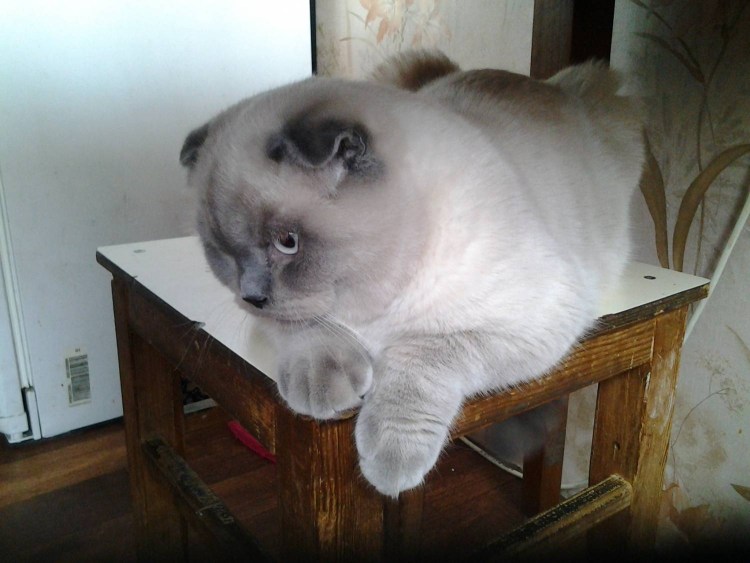 Кот шиншилла Блю поинт