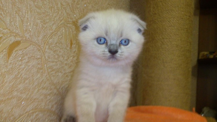 Вислоухие котята Блю поинт