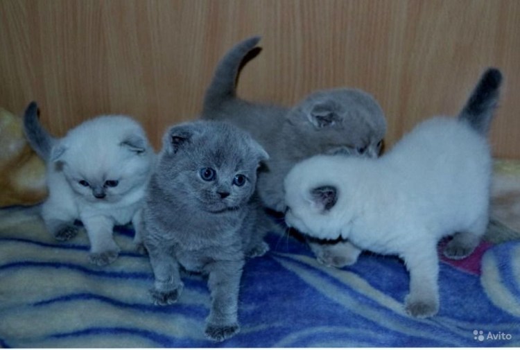 Блю поинт шотландский вислоухий котенок