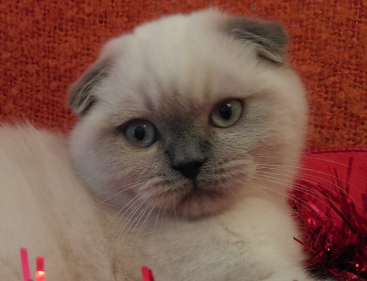 Блю поинт шотландский вислоухий